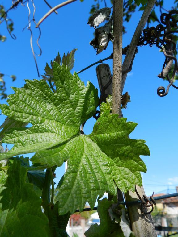 Agriturismo Tonutti Villa Tavagnacco Esterno foto